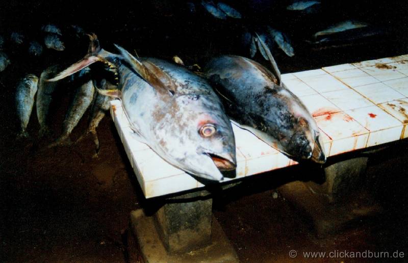 Negombo Fischmarkt 4 